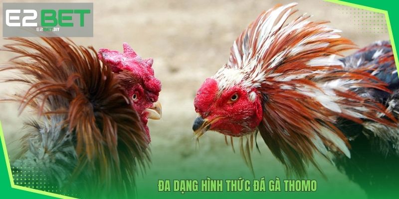 Đa dạng hình thức đá gà Thomo