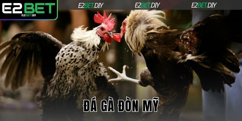 Đá gà đòn Mỹ