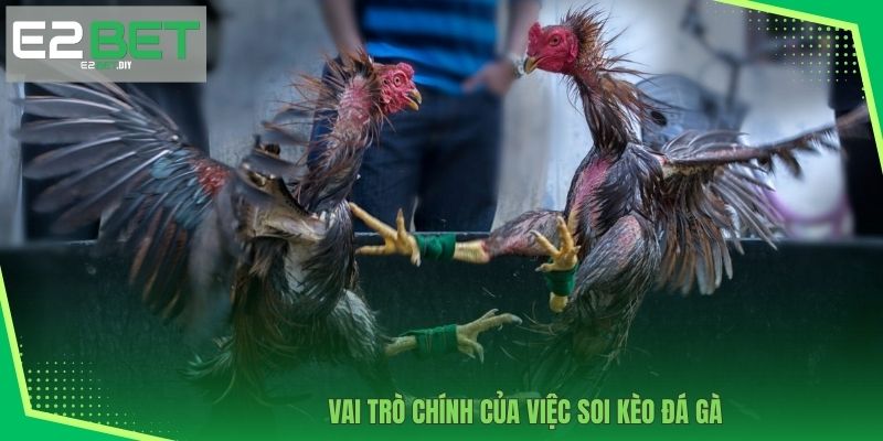 Vai trò chính của việc Soi kèo đá gà